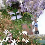 Holiday home Casa Glicinias *